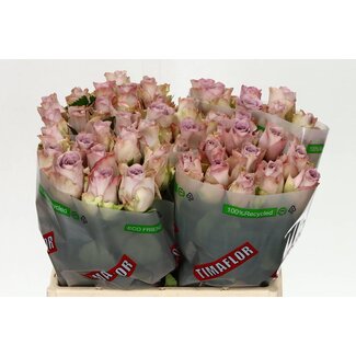 Freshy Roses “Memory Lane” | Couleur: Rose | Longueur ± 40 centimeter | Par 20 roses