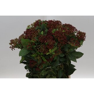 Freshy Viburnum Staalbes Rot | Farbe: Weiß | Länge ± 50 centimeter | 250 gram pro Bund | Pro 5 Sträuße