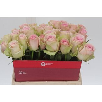 Freshy Rosen “Trivia” | Farbe: Rosa | Länge ± 40 centimeter | Pro 20 Rosen