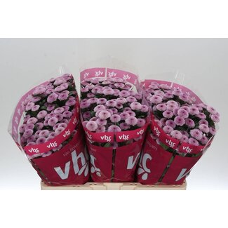 Freshy Chrysantheme Chrysant Santini “Toss” | Farbe: Lila | Länge ± 55 centimeter | Pro 25 Stiele frische Blumen