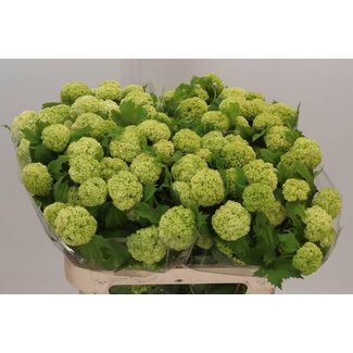 Freshy Viburnum Schneeball 4 Köpfe | Farbe: Weiß | Länge ± 80 centimeter | Pro 10 Stiele frische Blumen