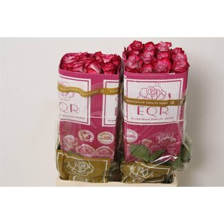 Freshy Grootbloemige Roos “Deep Purple” | Kleur: Roze | Lengte ± 60 centimeter | Herkomst Ecuador | Per 25 verse rozen