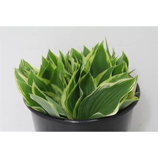 Freshy Hosta White