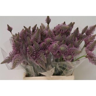 Freshy Ptilotus Exaltatus 40cm