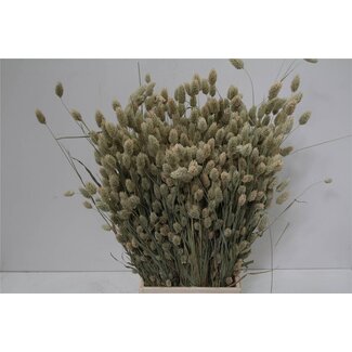 Freshy Phalaris Gedroogd (p. bos)