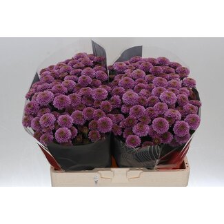 Freshy Chrysantheme Chrysant Santini XL “Doria” | Farbe: Lila | Länge ± 55 centimeter | Pro 25 Stiele frische Blumen