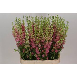 Freshy Consolida R Q Rose