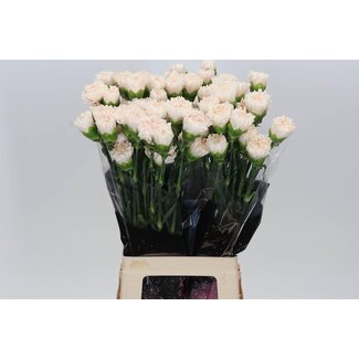 Freshy Œillet long “Brut” | Couleur: Rose | Longueur ± 70 centimètres | Par 20 fleurs fraîches