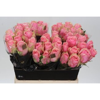 Freshy Rosen “Tango” | Farbe: Rosa | Länge ± 60 centimeter | Pro 10 Rosen
