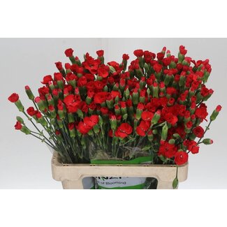 Freshy Spraynelke “Symply Love” Einfachblütig | Farbe: Rot | Länge ± 60 centimeter | Pro 20 frische Blumen