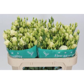 Freshy Eustoma Lisianthus Double “Rosi Jaune” | Couleur: Jaune | Longueur ± 70 centimeter | Par 10 tiges de fleurs fraîches