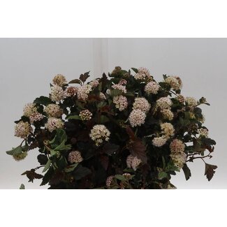 Freshy Physocarpus Diabolo 50cm