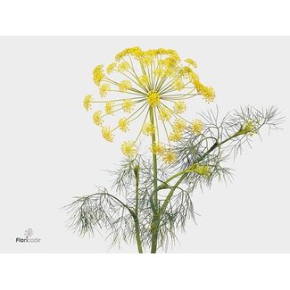 Freshy Anethum Graveolens Bio