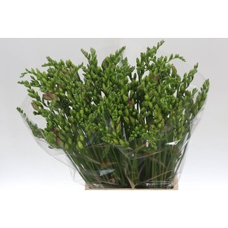 Freshy Freesia doppelt “Rosario” | Farbe: Lila | Länge ± 54 centimeter | Pro 50 Stielen frische Blumen