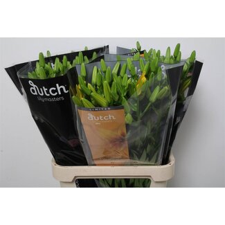 Freshy Lelie Longiflorum x Aziatische Lelie Aqua “Twinlife Gold” | Kleur: Geel | Lengte ± 90 centimeter | Per 10 stelen verse bloemen