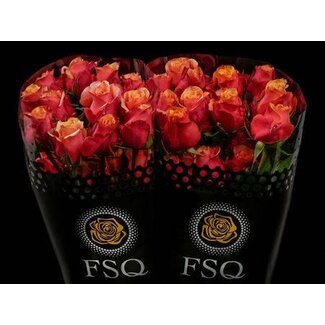 Freshy Rose à grandes fleurs “Cherry Brandy” | Couleur: Jaune Rouge | Longueur ± 70 centimeter | Origine Équateur | Par 25 roses fraîches