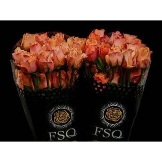 Freshy Large-flowered Rose “Carpe Diem” | Colour: Orange | Length ± 60 centimeter | Origin Ecuador | Per 25 fresh roses