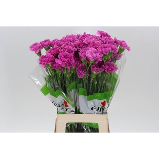 Freshy Lange Nelke “Funza Farida” | Farbe: Rosa | Länge ± 70 centimeter | Pro 20 frische Blumen