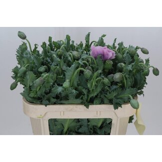 Freshy Papaver Oriental “Pizzicato” Mohn | Farbe: Gemischte Farben | Länge ± 70 centimeter | Pro 10 frische Blumen