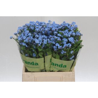 Freshy Myosotis Blau