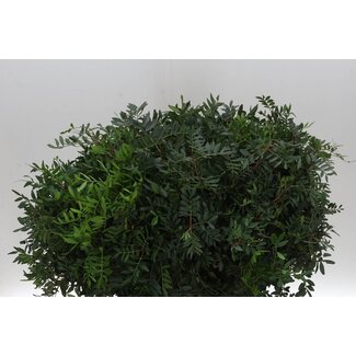 Freshy Pistacia Select Mastixholz | Farbe: Groen | Länge ± 50 centimeter | Pro 5 Bündel