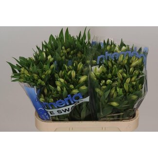 Freshy Alstroemeria “White Swan” | Farbe: Weiß | Länge ± 75 centimeter | Pro 10 Stiele frische Blumen