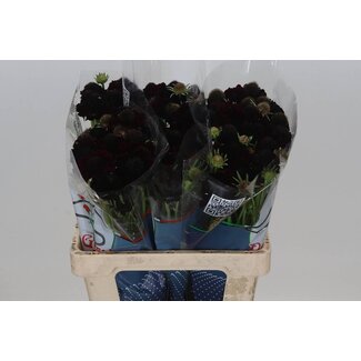 Freshy Scabiosa “Scoop Red Velvet” | Farbe: Rot | Länge ± 55 centimeter | Pro 20 frische Blumen