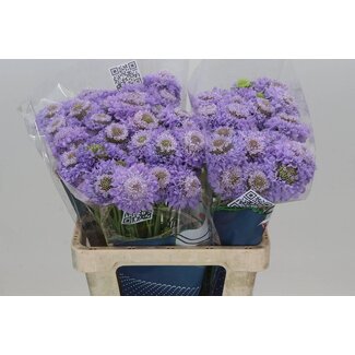 Freshy Scabiosa “Scoop Focal Lavender” | Colour: Lavender | Length ± 55 centimeter | Per 20 fresh flowers