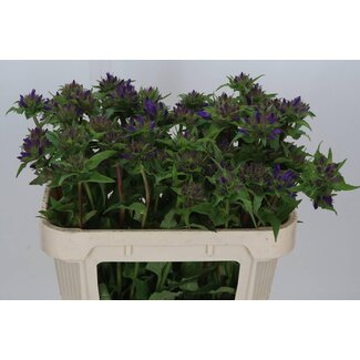 Freshy Campanula Glomerata Sonstige Knoten-Glockenblume | Farbe: Blauviolett | Länge ± 70 centimeter | Pro 10 frische Blumen