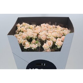 Freshy Holländische Trosrose “Justine” | Farbe: Rosa | Länge ± 70 centimeter | Pro 10 frische Rosen