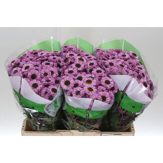 Freshy Chrysantheme Chrysant Santini “Patrese Pink” | Farbe: Rosa | Länge ± 55 centimeter | Pro 25 Stielen frische Blumen