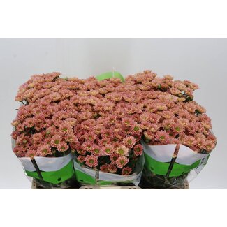 Freshy Chrysantheme Chrysant Santini “Rossi Smokey” | Farbe: Pink | Länge ± 55 centimeter | Pro 25 Stiele frische Blumen