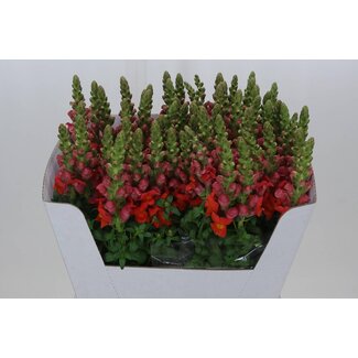 Freshy Antirrhinum Löwenmaul “Maryland D Ora” | Farbe: Orange | Länge ± 70 centimeter | Pro 10 frische Blumen