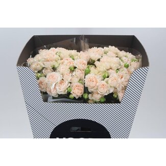 Freshy Holländische Trosrose “H Joyful” | Farbe: Rosa | Länge ± 70 centimeter | Pro 10 frische Rosen