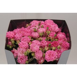 Freshy Holländische Trosrose “Sweety” | Farbe: Weiß | Länge ± 70 centimeter | Pro 10 frische Rosen