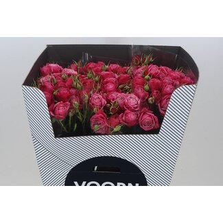 Freshy Holländische Trosrose “Party Trendsetter” | Farbe: Rosa | Länge ± 70 centimeter | Pro 10 frische Rosen