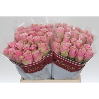 Freshy Roses “Athena Royale” | Couleur: Rose | Longueur ± 40 centimeter | Par 20 roses