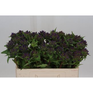 Freshy Campanula Glomerata Sonstiges Gefülltes Glockenblümchen | Farbe: Blau Violett | Länge ± 50 centimeter | Pro 10 frische Blumen