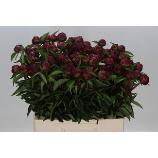 Freshy Paeonia Pfingstrose L “Highlight” | Farbe: Rot | Länge ± 60 centimeter | Pro 10 frische Pfingstrosen