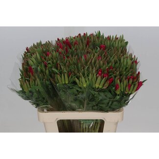 Freshy Clarkia Amoena “Rot” | Farbe: gemischte Farben | Länge ± 65 centimeter | Pro 50 Stiele frische Blumen