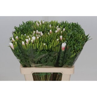 Freshy Clarkia Amoena “Rosenrosa” | Farbe: Gemischte Farben | Länge ± 65 centimeter | Pro 50 Stiele frische Blumen