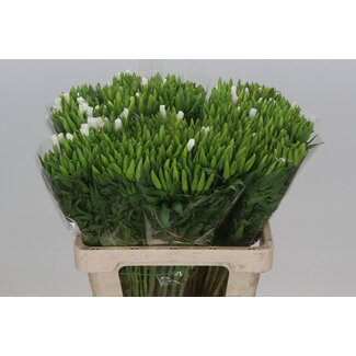 Freshy Clarkia Amoena “White” | Farbe: Gemischte Farben | Länge ± 65 centimeter | Pro 50 Stiele frische Blumen