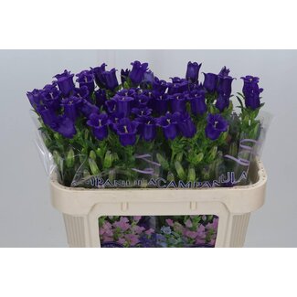 Freshy Campanula Medium “Champion Blue” Glockenblume | Farbe: Lila | Länge ± 70 centimeter | Pro 10 frische Blumen