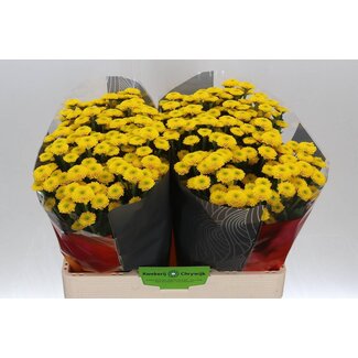 Freshy Chrysantheme Chrysant Santini XL “Aurinko” | Farbe: Gelb | Länge ± 55 centimeter | Pro 25 Stiele frische Blumen