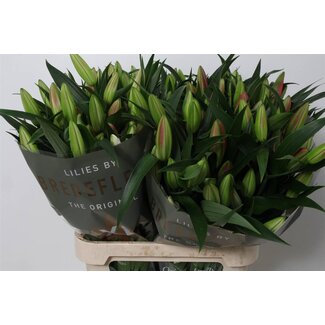 Freshy Lilie Oriental Aqua “Dalian” | Farbe: Rot | Länge ± 95 centimeter | Pro 10 Stiele frische Blumen