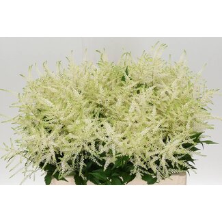 Freshy Astilbe Japonica “Washington” | Farbe: Weiß | Länge ± 60 centimeter | Pro 10 Stielen frische Blumen