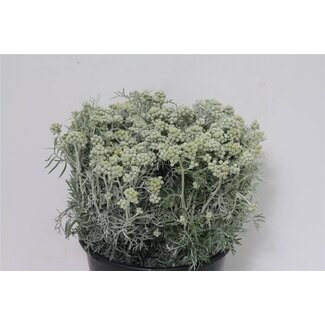 Freshy Cineraria 400gr (p. bos)