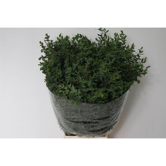 Freshy Eucalyptus Parvifolia | Farbe: Grün | Länge ± 70 centimeter | Pro 5 Bündel