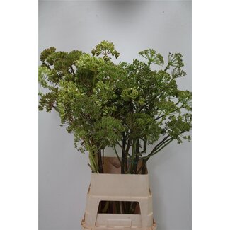 Freshy Ferulle 110cm