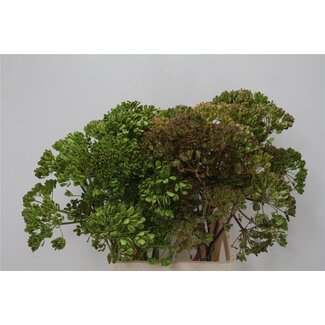 Freshy Ferulle 80cm